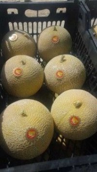 قیمت بذر خربزه داکو در تبریز در گروه خرید فروش بذر - انواع محصول کشاورزی گوجه کتان میوه درخت در یکمیوه