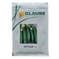 قیمت فروش بذر خیار آفیسر کلوز در بروجرد در گروه خرید فروش بذر - انواع محصول کشاورزی گوجه کتان میوه درخت در یکمیوه