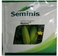 قیمت فروش بذر خیار رویال سمینس در گرگان در گروه خرید فروش بذر - انواع محصول کشاورزی گوجه کتان میوه درخت در یکمیوه