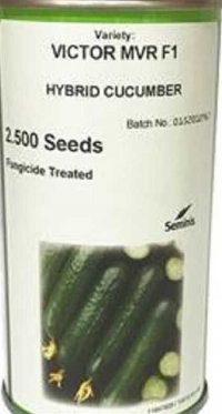 قیمت بذر خیار ویکتور در چالوس در گروه خرید فروش بذر - انواع محصول کشاورزی گوجه کتان میوه درخت در یکمیوه