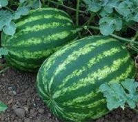 قیمت بذر هندوانه باراکا در گرگان در گروه خرید فروش بذر - انواع محصول کشاورزی گوجه کتان میوه درخت در یکمیوه