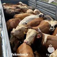 قیمت فروش گوساله در هرمز در گروه گاو و گوسفند و میش و بز کهره گوساله سمینتال در یکمیوه