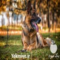 فروش توله ژرمن اصیل در تهران در گروه سگ و گربه _ نگهبان هاسکی ژرمن دوبرمن سرابی در یکمیوه