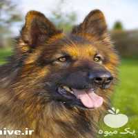 فروش ژرمن سگ محافظ خانواده در تهران در گروه سگ و گربه _ نگهبان هاسکی ژرمن دوبرمن سرابی در یکمیوه