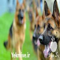 فروش ژرمن شپرد سگ باهوش ومحبوب در کرج در گروه سگ و گربه _ نگهبان هاسکی ژرمن دوبرمن سرابی در یکمیوه