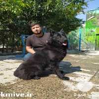 مرکز فروش سگ ژرمن شپرد شولاین وورک لاین در تهران در گروه سگ و گربه _ نگهبان هاسکی ژرمن دوبرمن سرابی در یکمیوه