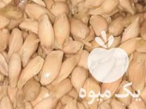 فروش بذر نارنج خالص تخم نارنج در بابل  در گروه خرید فروش بذر - انواع محصول کشاورزی گوجه کتان میوه درخت در یکمیوه -عکس1