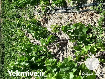 فروش نهال انار در شهریار در گروه خرید فروش نهال - انواع گردو پسته بادام سلطانی انگور در یکمیوه -عکس1