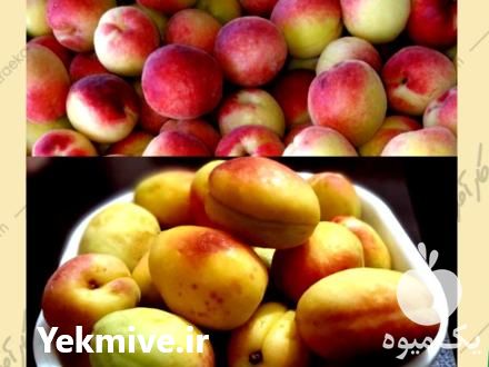 فروش نهال ارقام زردآلو در شاهرود در گروه خرید فروش نهال - انواع گردو پسته بادام سلطانی انگور در یکمیوه -عکس1