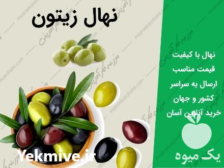 فروش نهال ارقام زیتون در شاهرود در گروه خرید فروش نهال - انواع گردو پسته بادام سلطانی انگور در یکمیوه -عکس1