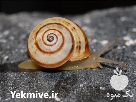 فروش خاک بستر حلزون در مشهد در گروه مشاوره خاک - اصلاح و بهبود کشت و محصول در یکمیوه -عکس1