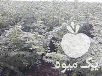 فروش انواع بذر نخود دیزی در خان ببین در گروه خرید فروش بذر - انواع محصول کشاورزی گوجه کتان میوه درخت در یکمیوه -عکس1