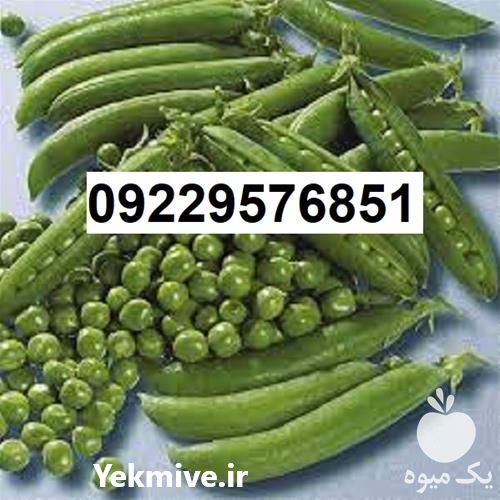فروش بذر نخود فرنگی اصل در بوشهر در گروه خرید فروش بذر - انواع محصول کشاورزی گوجه کتان میوه درخت در یکمیوه -عکس1