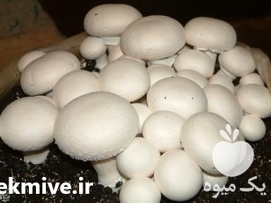 فروش کمپوست پرورش قارچ در ارومیه در گروه خرید فروش عمده قارچ - دکمه ای خوراکی دارویی پرورشی کوهی در یکمیوه -عکس1