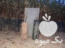 فروش نهال پسته مهریز تضمینی در سرو در گروه خرید فروش نهال - انواع گردو پسته بادام سلطانی انگور در یکمیوه -عکس1