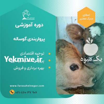 دوره صفر تا صد پرواربندی گوساله در تهران در گروه مشاوره - راه اندازی بازاریابی کسب درآمد بهبود کسب و کار در یکمیوه -عکس1