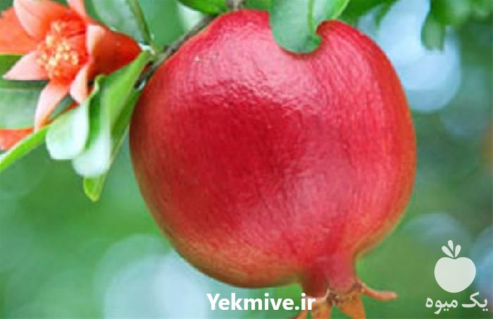فروش عمده نهال انار با کیفیت در اصفهان در گروه خرید فروش نهال - انواع گردو پسته بادام سلطانی انگور در یکمیوه -عکس1
