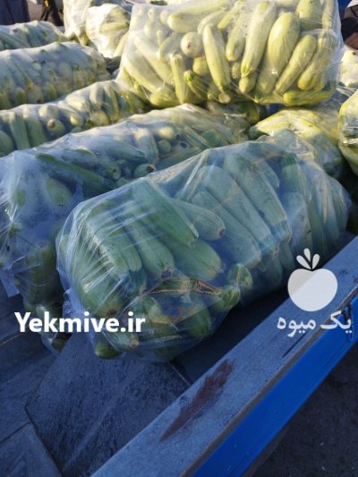فروش خیار سبز لوبیا در هشتبندی در گروه خرید فروش عمده خیار - بوته درختی سبز مجلسی شوری خاردار چنبر اصفهان در یکمیوه -عکس1