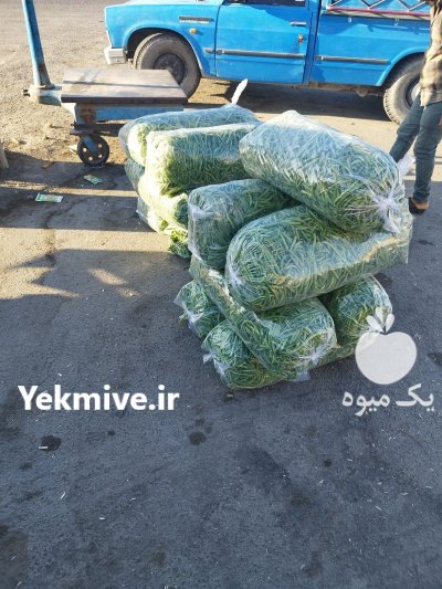 فروش خیار سبز لوبیا در هشتبندی در گروه خرید فروش عمده خیار - بوته درختی سبز مجلسی شوری خاردار چنبر اصفهان در یکمیوه -عکس2