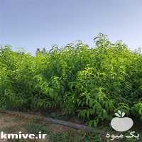 فروش نهال هلو درجه یک شمال در تهران در گروه خرید فروش نهال - انواع گردو پسته بادام سلطانی انگور در یکمیوه