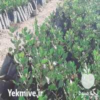 فروش نهال پسته در شهریار در گروه خرید فروش نهال - انواع گردو پسته بادام سلطانی انگور در یکمیوه