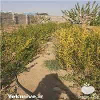 فروش نهال انار در شهریار در گروه خرید فروش نهال - انواع گردو پسته بادام سلطانی انگور در یکمیوه
