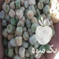 فروش بذر نخود فرنگی در آق قلا در گروه خرید فروش بذر - انواع محصول کشاورزی گوجه کتان میوه درخت در یکمیوه