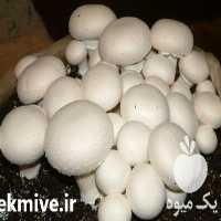 فروش کمپوست پرورش قارچ در ارومیه در گروه خرید فروش عمده قارچ - دکمه ای خوراکی دارویی پرورشی کوهی در یکمیوه