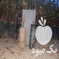 فروش نهال پسته مهریز تضمینی در سرو در گروه خرید فروش نهال - انواع گردو پسته بادام سلطانی انگور در یکمیوه