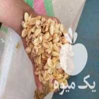 فروش پوست پسته با هر تناژ درخواستی در کرج در گروه خرید فروش عمده چوب- زغال چوب گردو تبریزی خام در یکمیوه