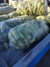 فروش خیار سبز لوبیا در هشتبندی در گروه خرید فروش عمده خیار - بوته درختی سبز مجلسی شوری خاردار چنبر اصفهان در یکمیوه