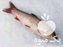 فروش انواع ماهی های پرورشی گرمابی در مشهد در گروه ماهی سفید - جنوب شمال رودخانه پرورشی خرید فروش در یکمیوه -عکس1