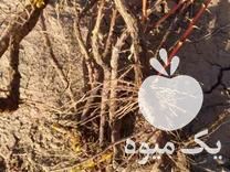 فروش نهال زرشک در بیرجند در گروه خرید فروش نهال - انواع گردو پسته بادام سلطانی انگور در یکمیوه -عکس1