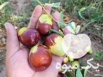 فروش نهال عناب پیوندی اوکراینی در اسلامشهر در گروه خرید فروش نهال - انواع گردو پسته بادام سلطانی انگور در یکمیوه -عکس1