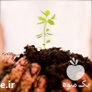 فروش ازت 21 درصد در زنجان در گروه خرید فروش کود و مواد شیمیایی - اوره پتاس مرغی کمپوست آهن در یکمیوه -عکس1