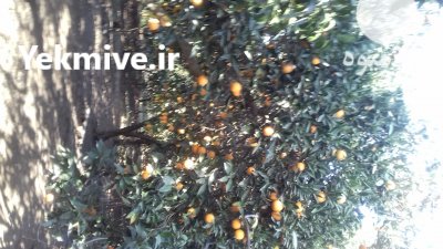 فروش پرتقال تامسون در بابل  در گروه خرید فروش عمده پرتقال - پرتقال رسمی تامسون خونی جنوب در یکمیوه -عکس2