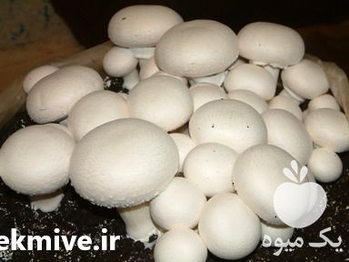 فروش اموزش کشت و پرورش قارچ در ارومیه در گروه خرید فروش عمده موز - زرد سبز پاکستان چیکیتا اکوادوور در یکمیوه -عکس1