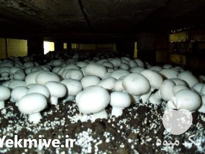 فروش انواع کمپوست و خاک پوششی قارچ دکمه ای و صدفی در ارومیه در گروه خرید فروش عمده قارچ - دکمه ای خوراکی دارویی پرورشی کوهی در یکمیوه -عکس1