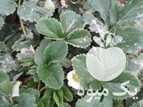 فروش بوته توت فرنگی کاماروسا در مازندران در گروه خرید فروش عمده توت فرنگی - خرید فروش عمده قرمز سفید در یکمیوه -عکس1