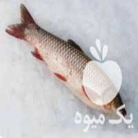 فروش انواع ماهی های پرورشی گرمابی در مشهد در گروه ماهی سفید - جنوب شمال رودخانه پرورشی خرید فروش در یکمیوه