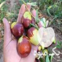 فروش نهال عناب پیوندی اوکراینی در اسلامشهر در گروه خرید فروش نهال - انواع گردو پسته بادام سلطانی انگور در یکمیوه