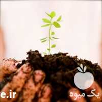 فروش ازت 21 درصد در زنجان در گروه خرید فروش کود و مواد شیمیایی - اوره پتاس مرغی کمپوست آهن در یکمیوه