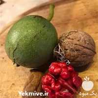 فروش نهال گردو قرمز با کیفیت بالا و باردهی مناسب در خراسان رضوی در گروه خرید فروش نهال - انواع گردو پسته بادام سلطانی انگور در یکمیوه