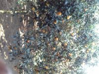 فروش پرتقال تامسون در بابل  در گروه خرید فروش عمده پرتقال - پرتقال رسمی تامسون خونی جنوب در یکمیوه