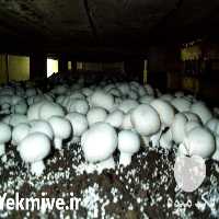 فروش انواع کمپوست و خاک پوششی قارچ دکمه ای و صدفی در ارومیه در گروه خرید فروش عمده قارچ - دکمه ای خوراکی دارویی پرورشی کوهی در یکمیوه