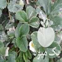 فروش بوته توت فرنگی کاماروسا در مازندران در گروه خرید فروش عمده توت فرنگی - خرید فروش عمده قرمز سفید در یکمیوه