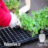 فروش سینی نشا در تهران در گروه خرید فروش نشا - انواع گوجه برنج کاهو پیاز کاری فرنگی در یکمیوه