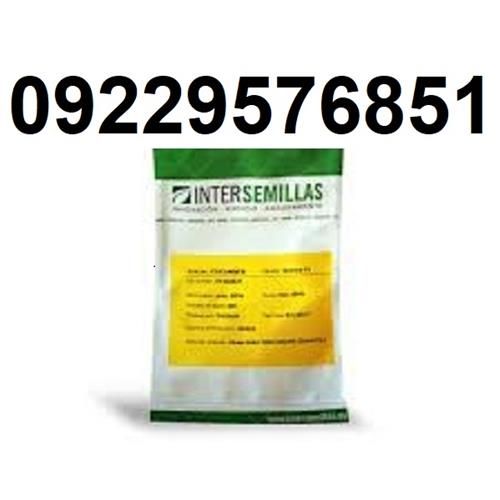 قیمت بذر خیار کاترینا پرفروش اصل فضای باز در کرمان  در گروه خرید فروش عمده گیاهان زینتی - گرمسیری آپارتمانی باغچه آب در یکمیوه -عکس1