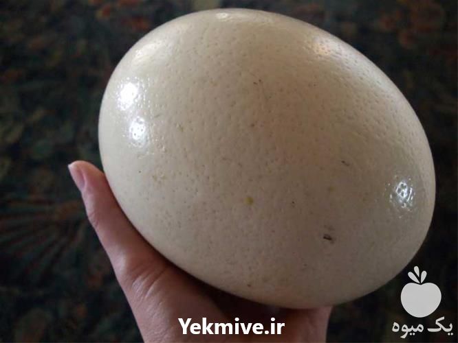 فروش تخم نطفه دار شترمرغ در فارس در گروه انواع تخم ها - مرغ بوقلمون پرنده عمده کشاورزی در یکمیوه -عکس1