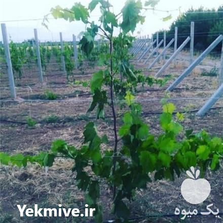 فروش تیرچه باغ انگور در قزوین در گروه خرید فروش لوازم باغبانی - خرید فروش نو دست دوم در یکمیوه -عکس1